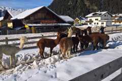 IMG-20191209-WA0053